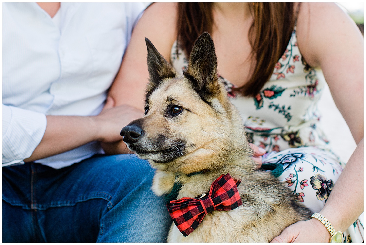 Couple dog poses in red flannel bow tie