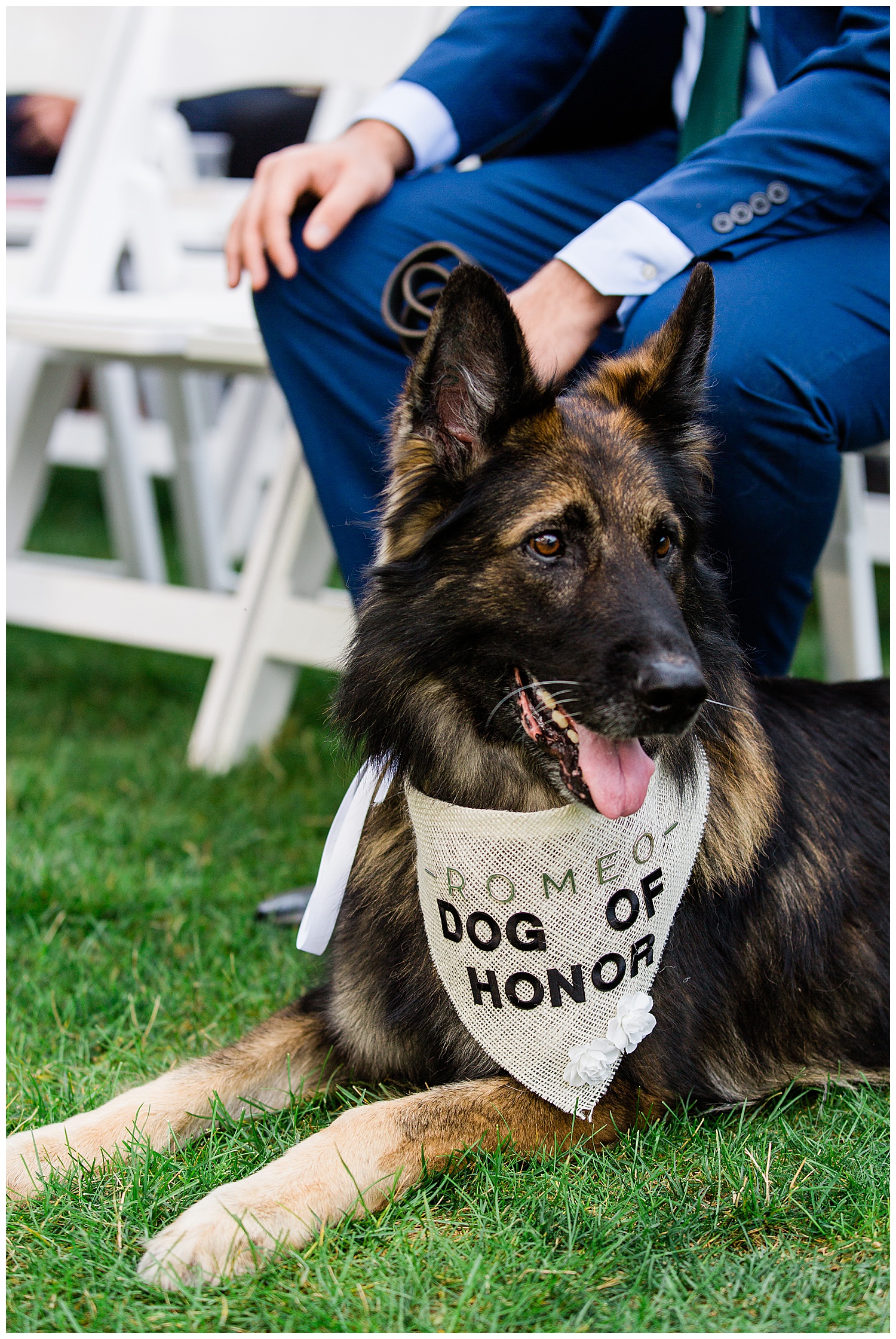 dog of honor quietly sits at ceremony